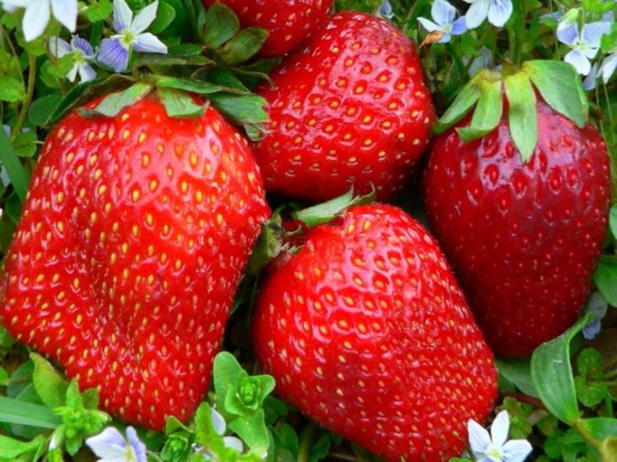 Виктория сорт Гигантелла