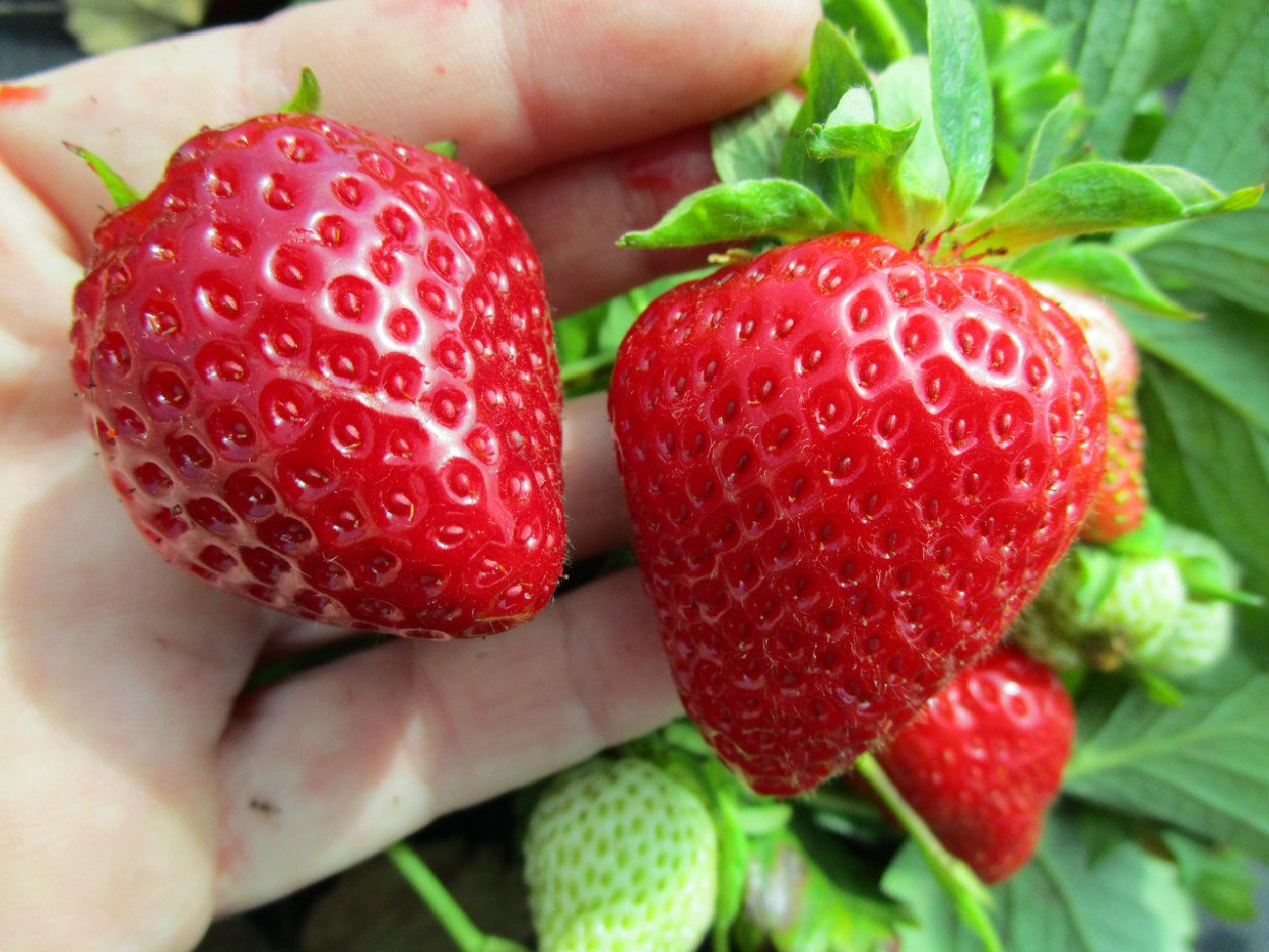 Колонновидная яблоня Джинн