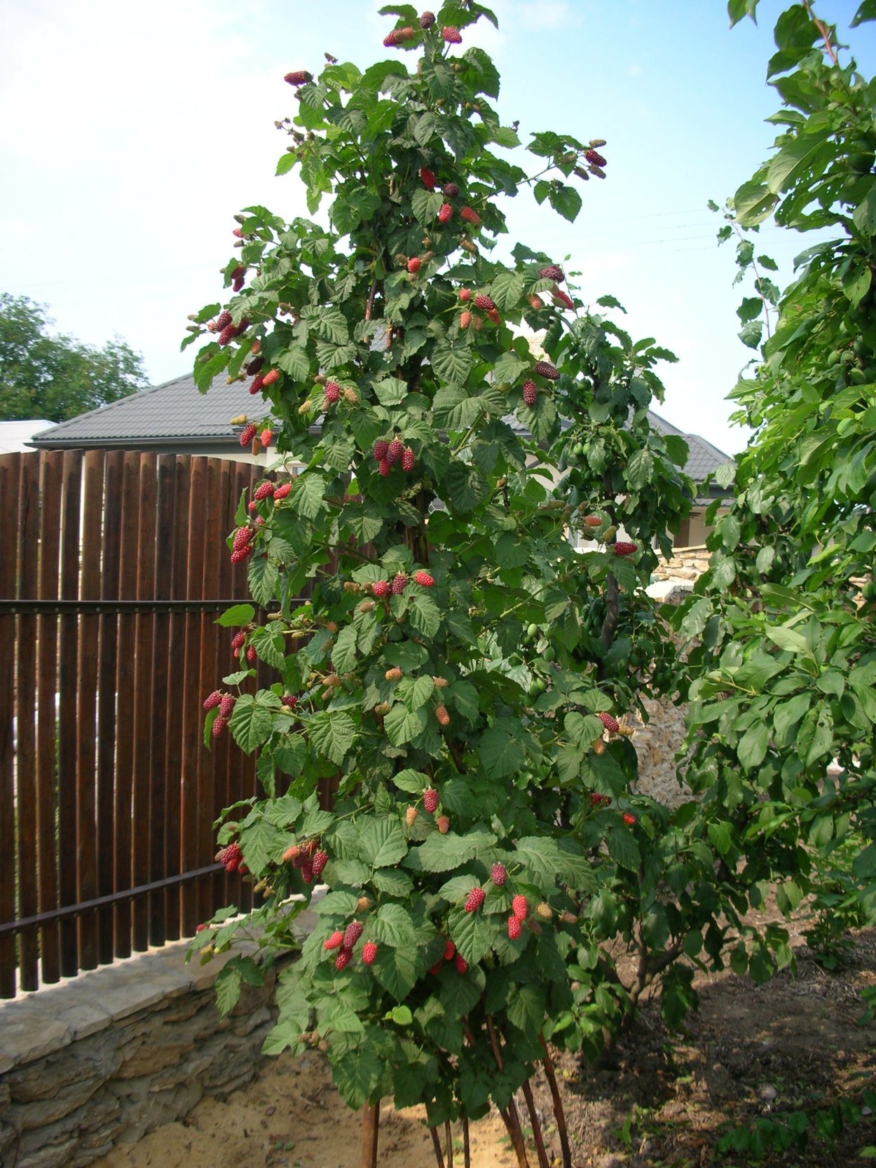 Сады Татьяны Звездочкиной