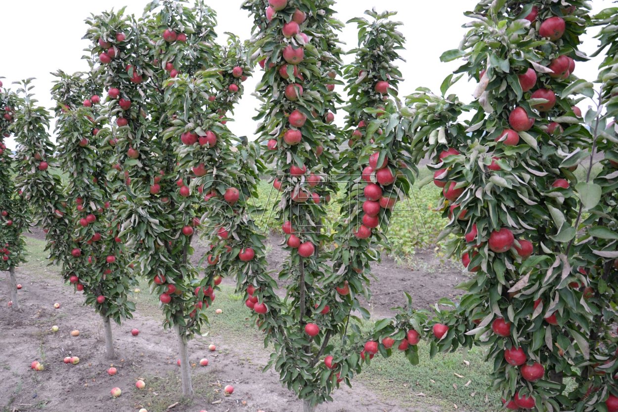 Яблоня колоновидная Малюха