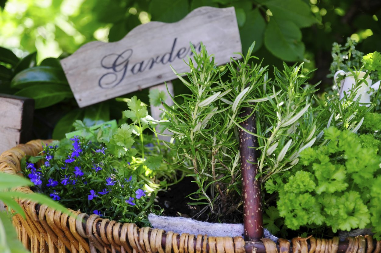 Травы специи и пряности на огороде