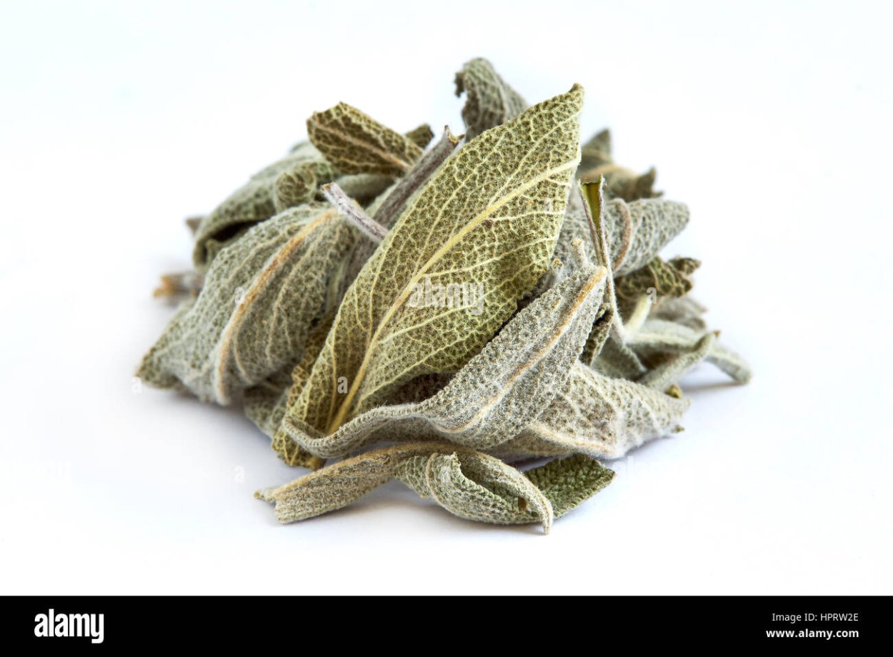 Чистец Византийский