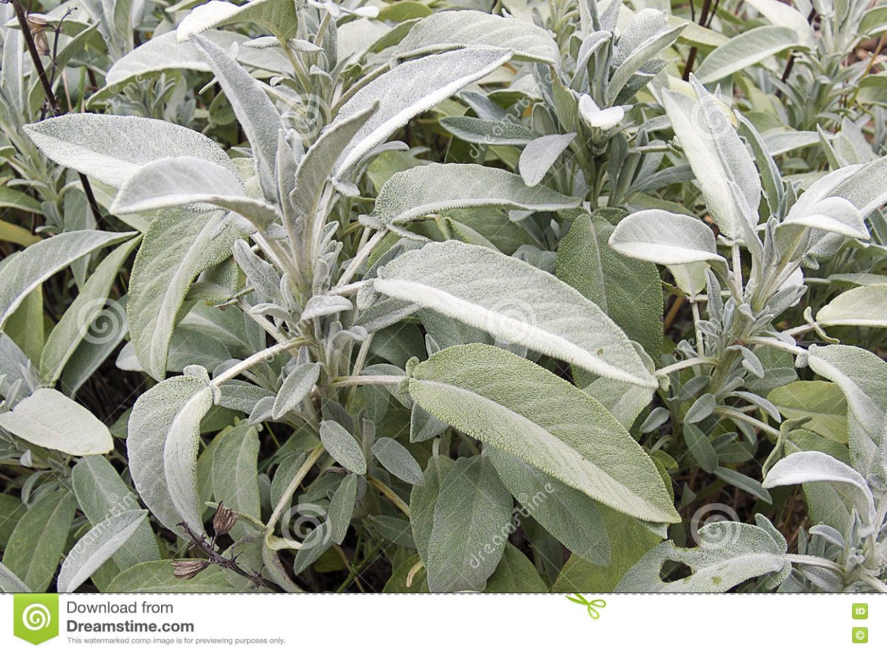 Шалфей с серебристыми опушенными листьями