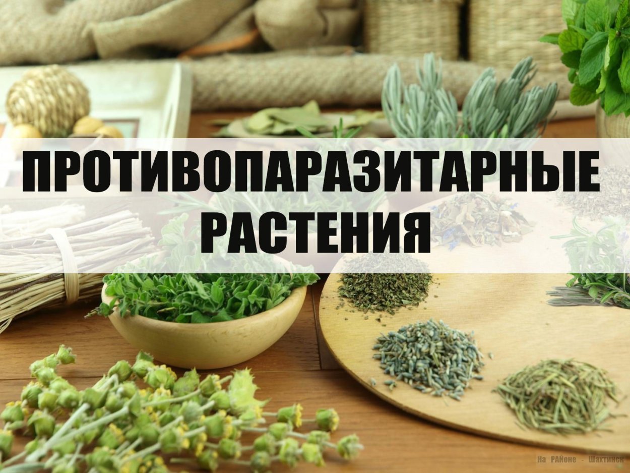 Кинза Тархун базилик