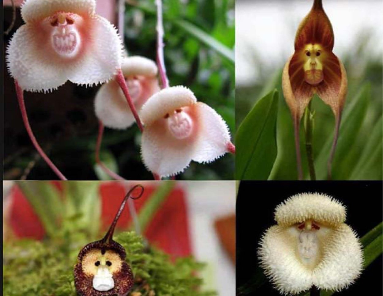 Обезьяний цветок болезнь