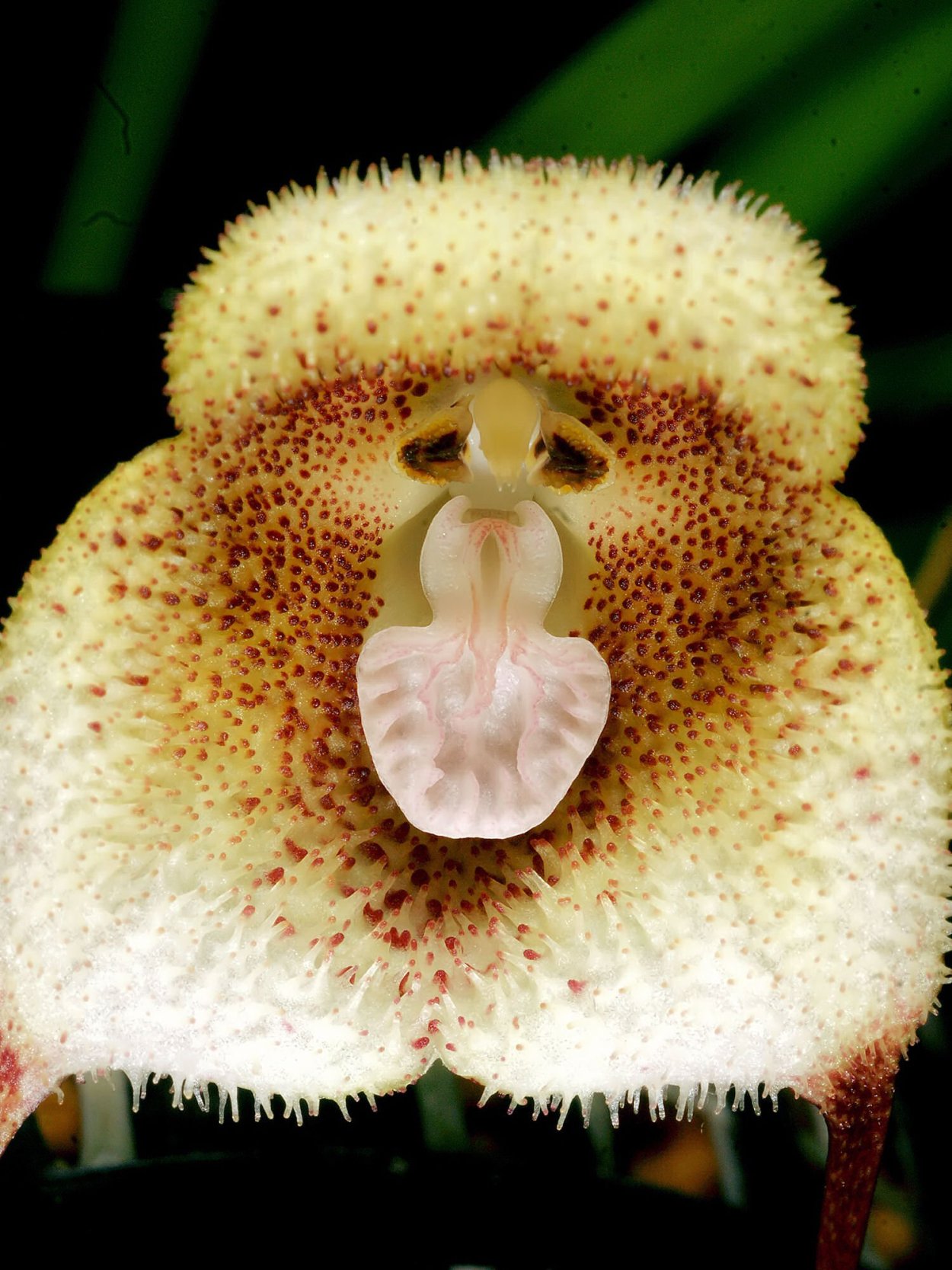 Гохштеттерская Орхидея