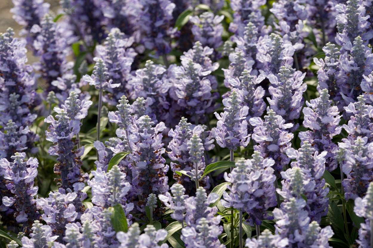 Шалфей Королькова