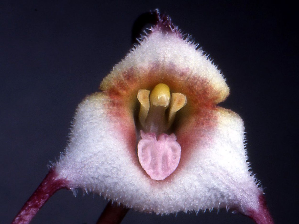 Дракула (растение)