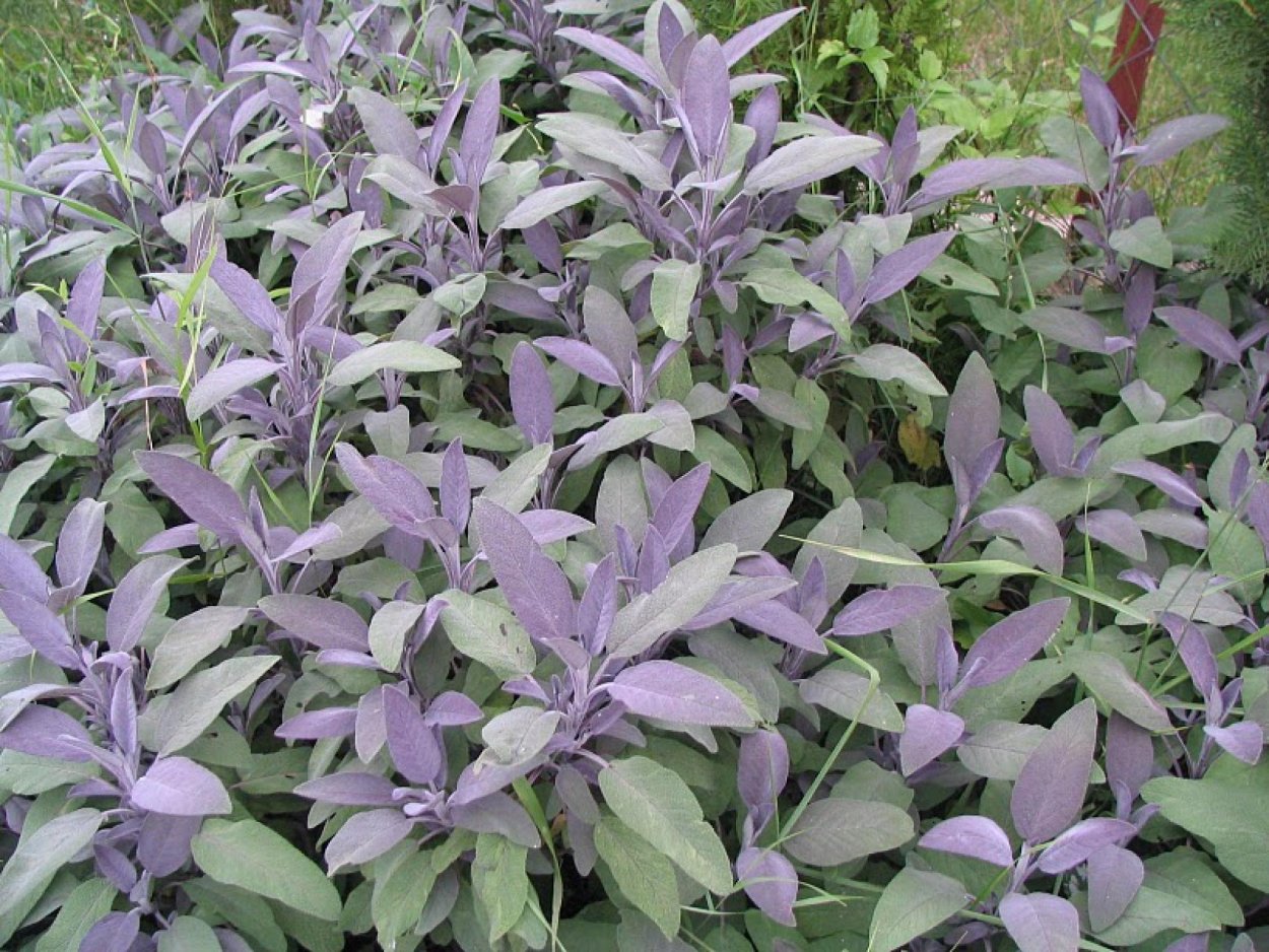 Шалфей Salvia nemorosa Crystal Blue
