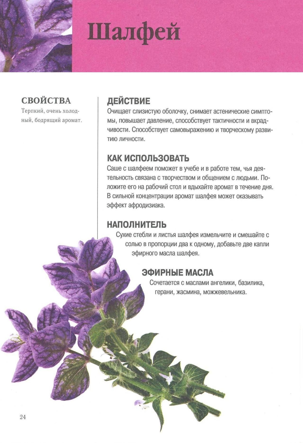 Шалфей Эфиопский