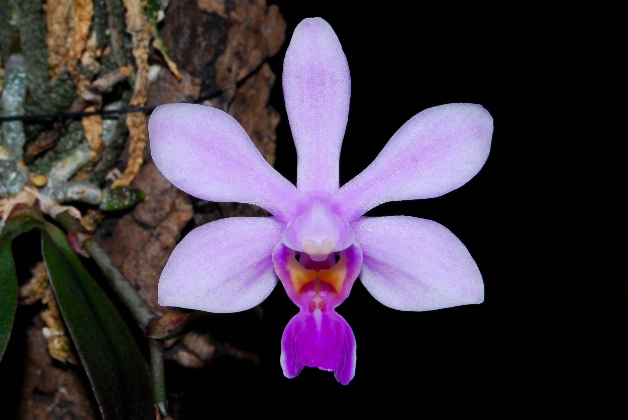 Орхидея Дракула симиа