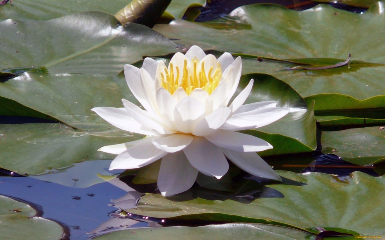 Кувшинка белая Болотная