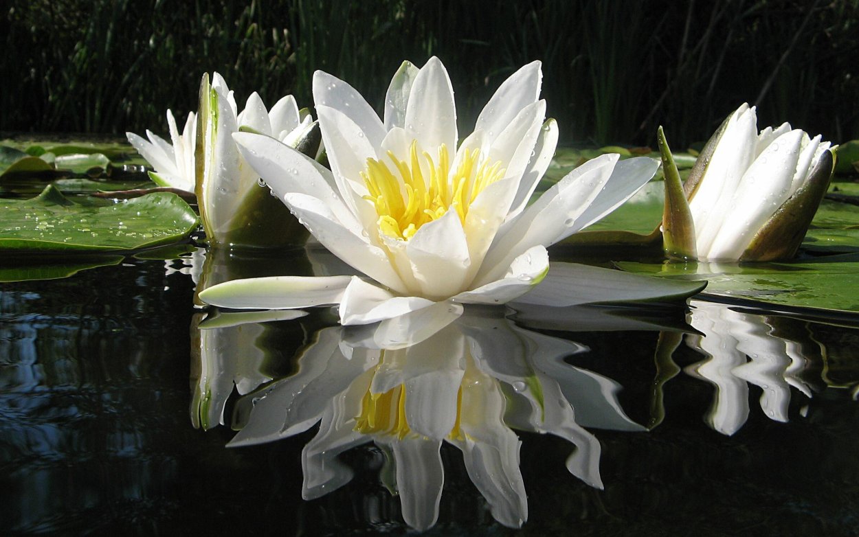 Нимфея Болотная