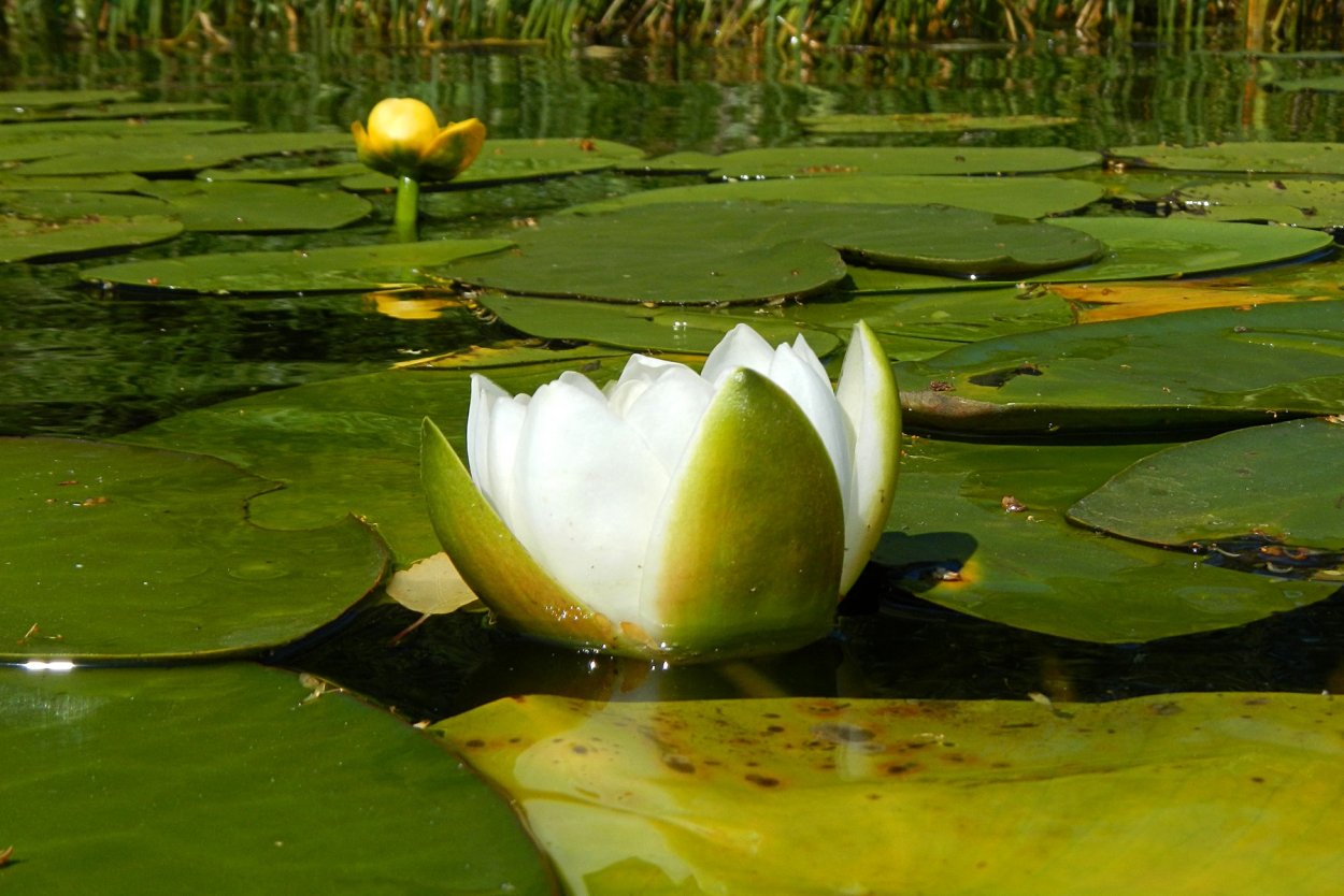 Кувшинка белая и кубышка желтая