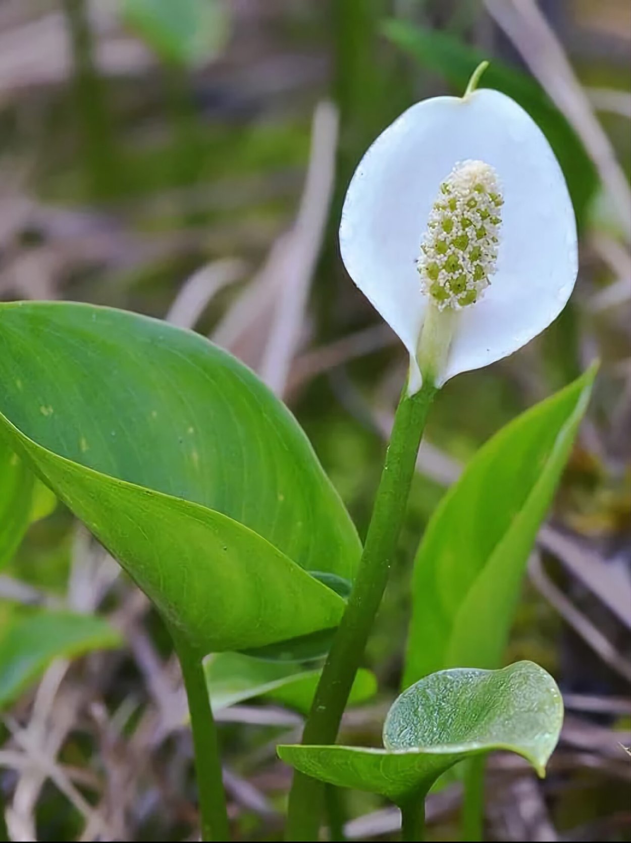 Нимфея Болотная
