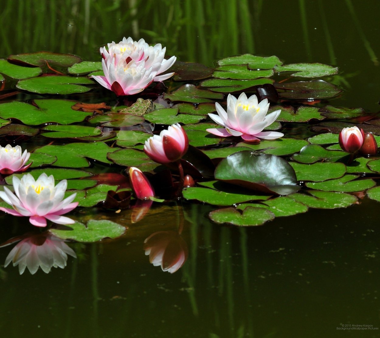 Кувшинка белая Болотная