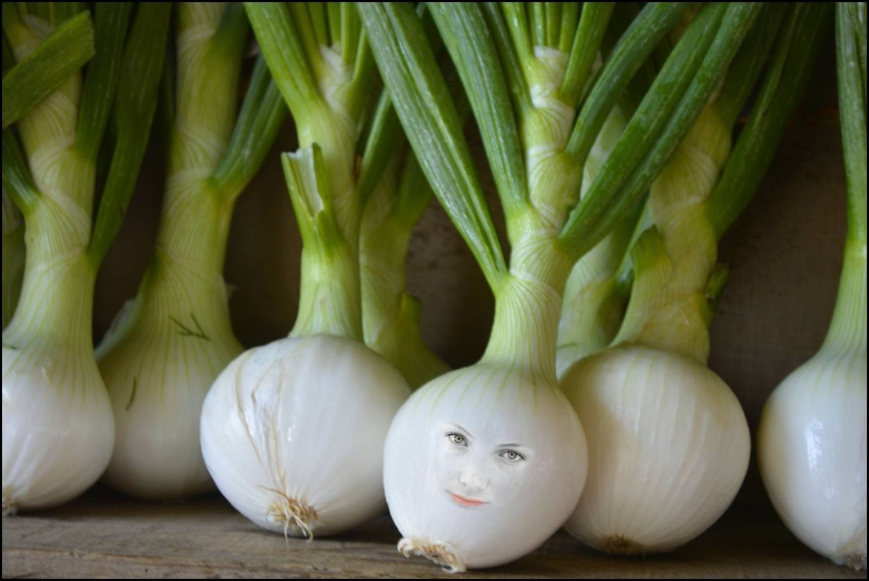 Лук (репчатый, шалот, порей, шнитт-лук, порей)