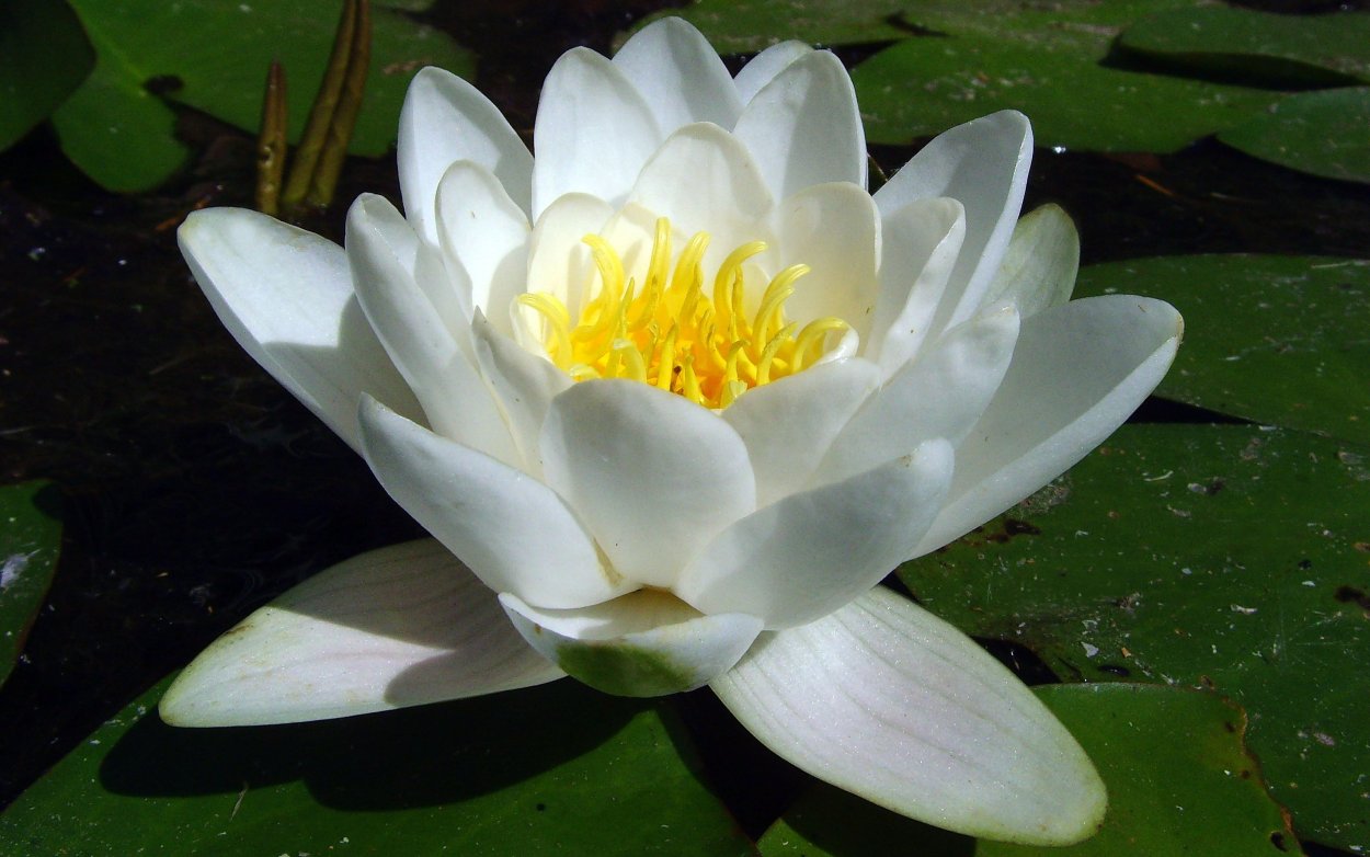 Кубышка кувшинка стрелолист