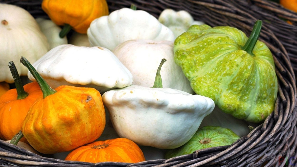 Патиссон Кукурбита