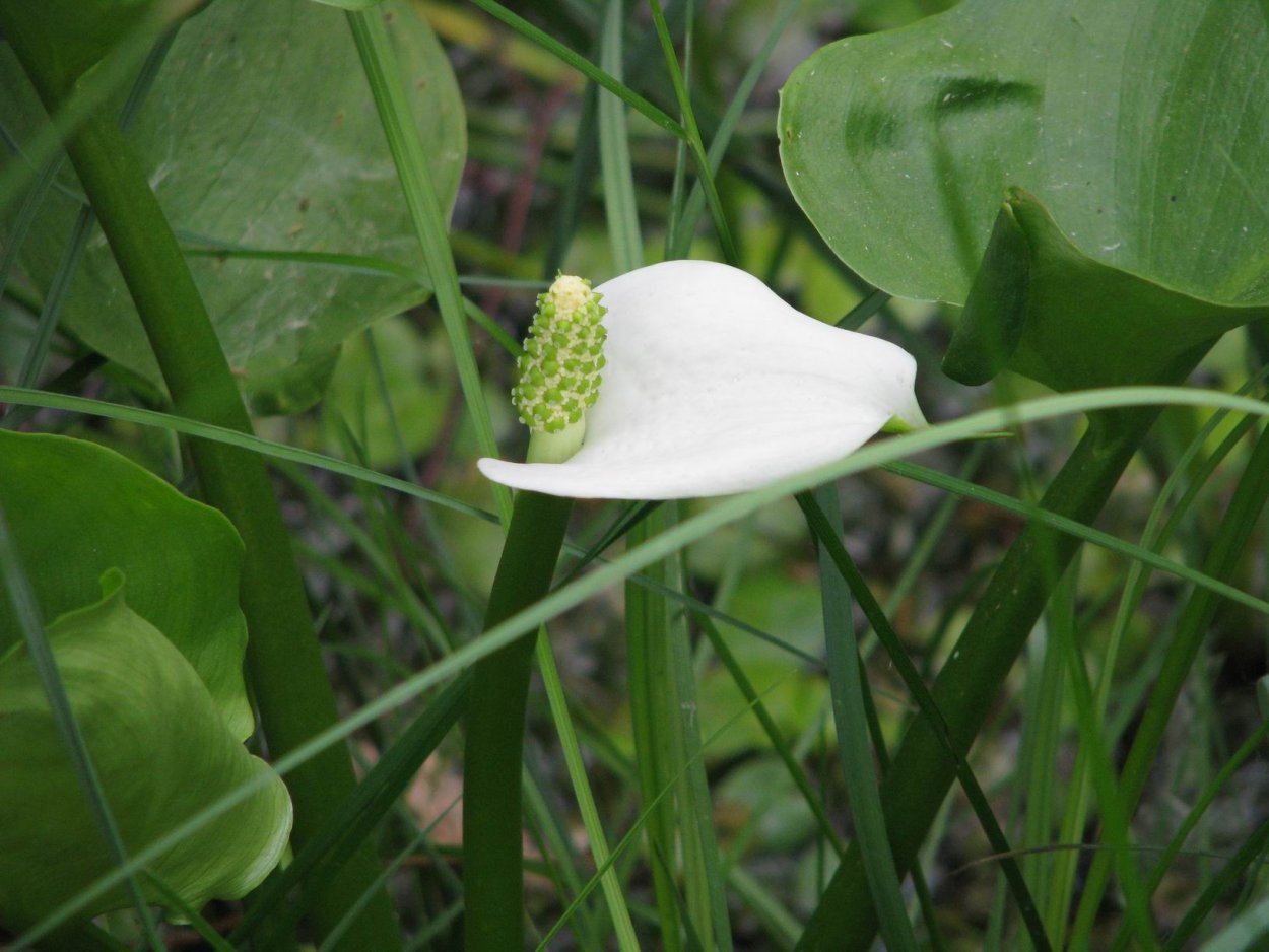 Трехлистная кувшинка