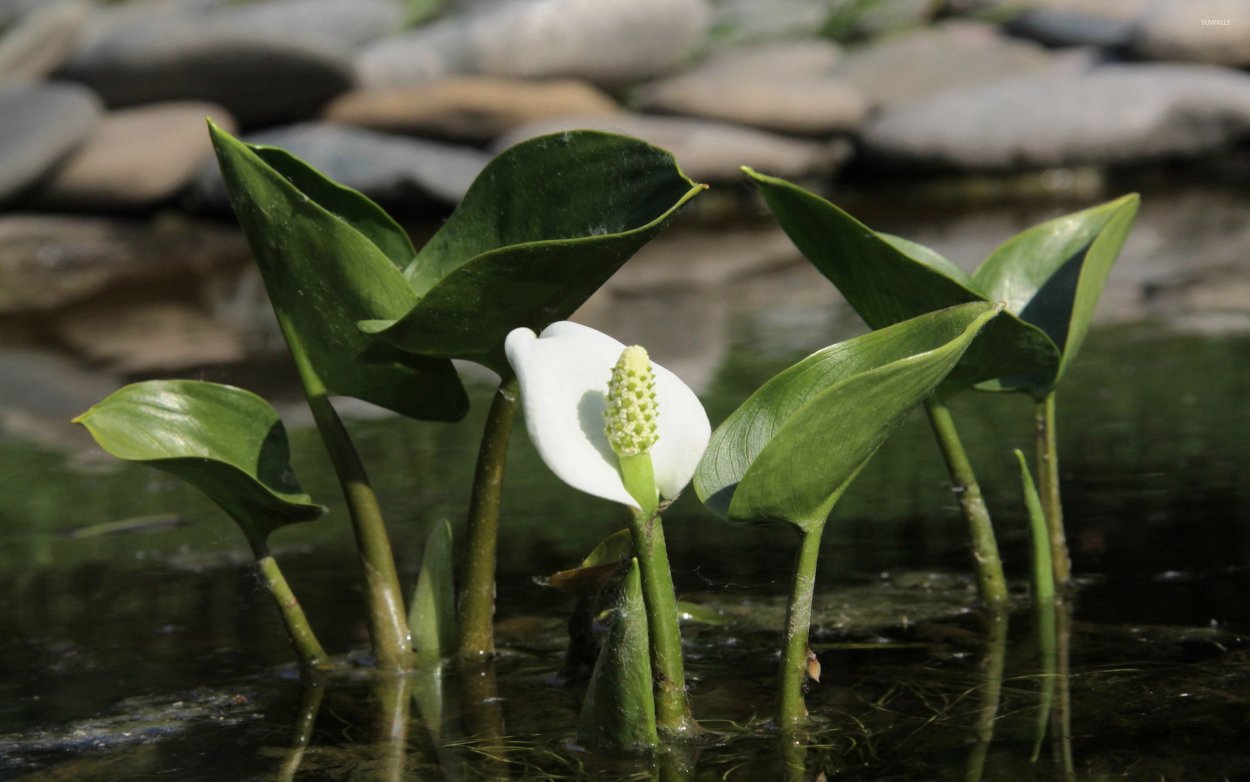 Белокрыльник боло́тный