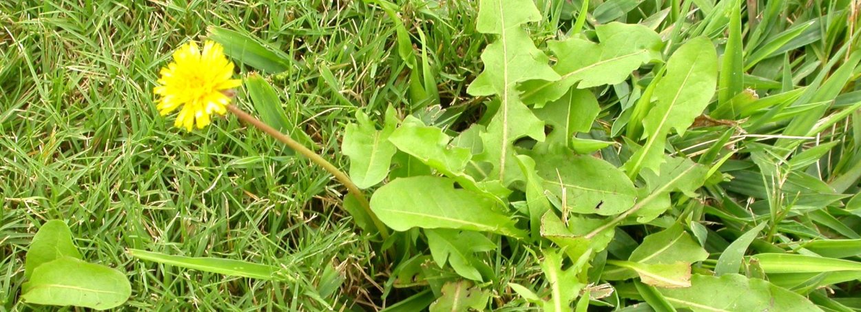 Сорняк похожий на одуванчик с длинным корнем