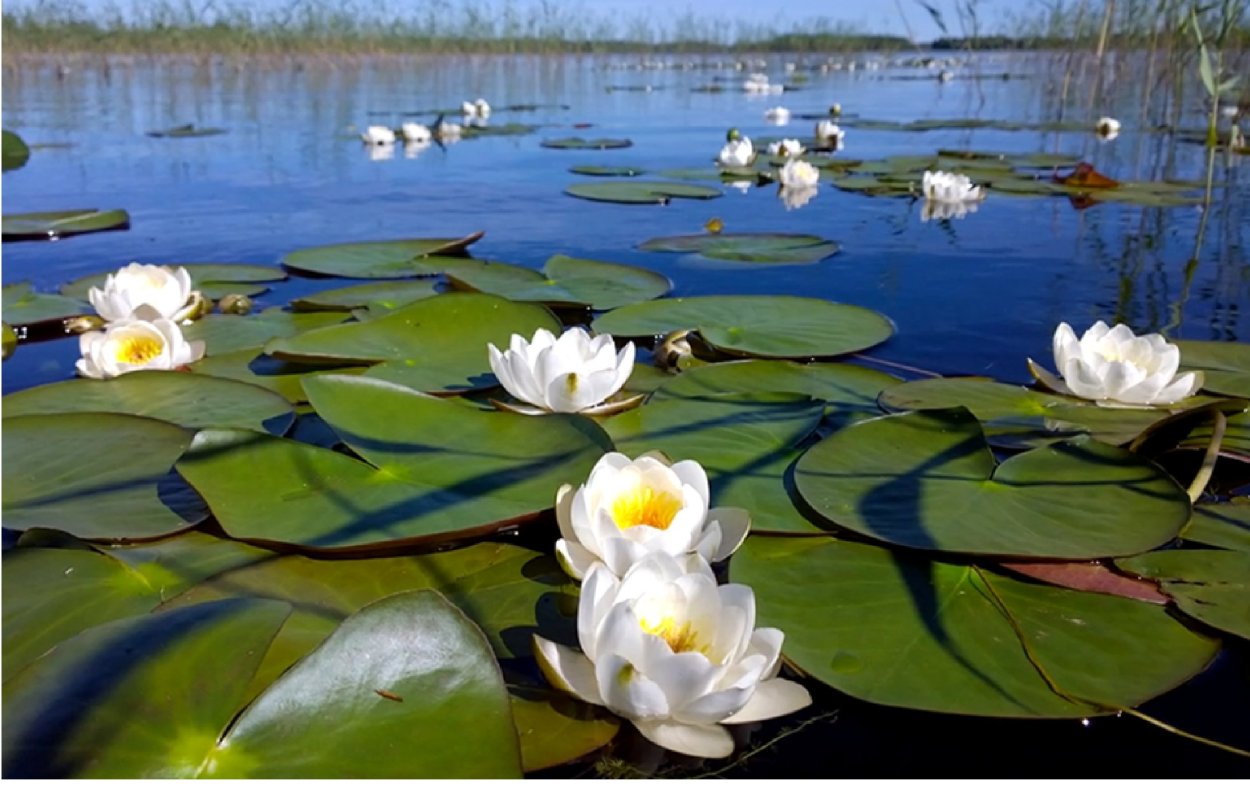 Нимфея Болотная