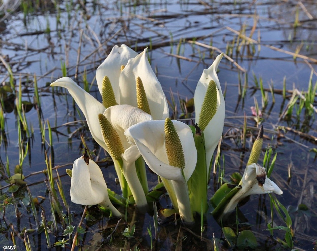 Болотные цветы белые