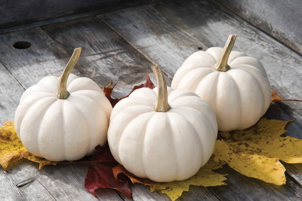 Тыква Мичуринская