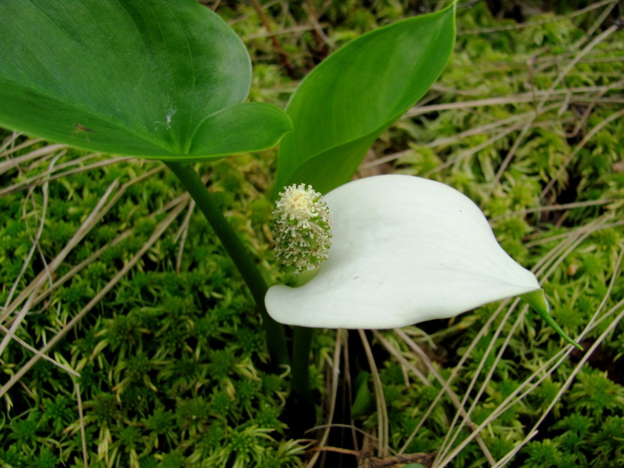 Болотная растительность