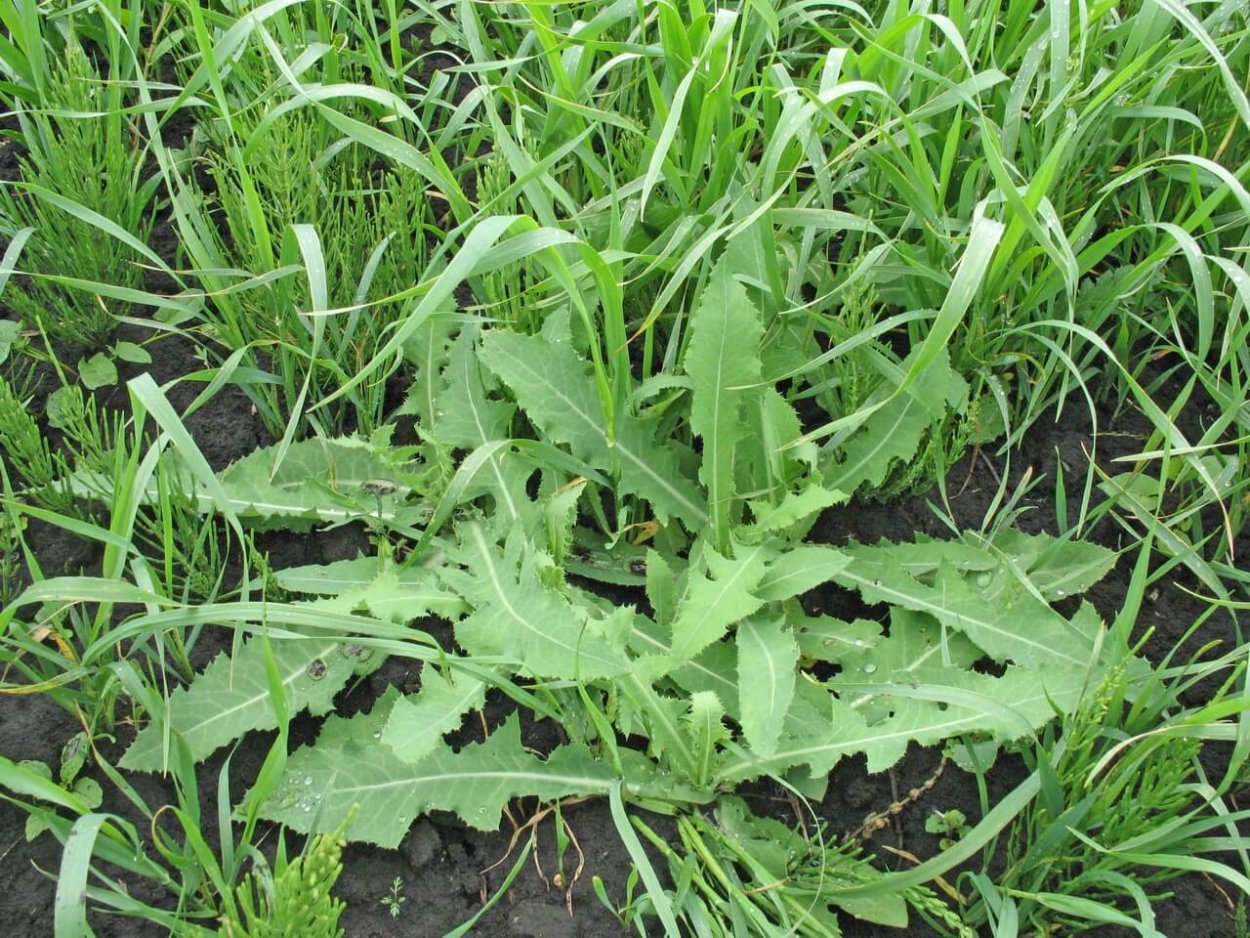 Сорняк латук Компасный