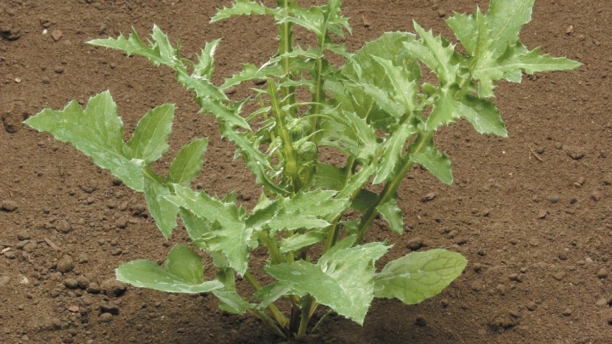 Осот на огороде