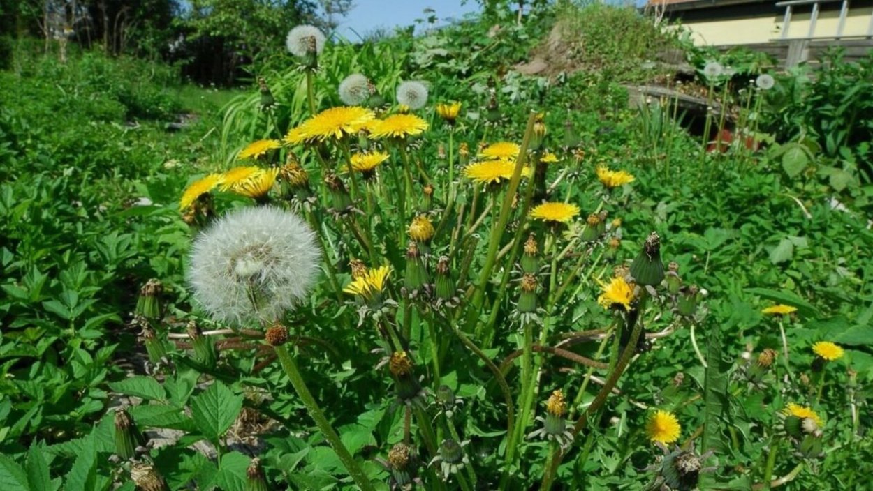 Одуванчик сорняк