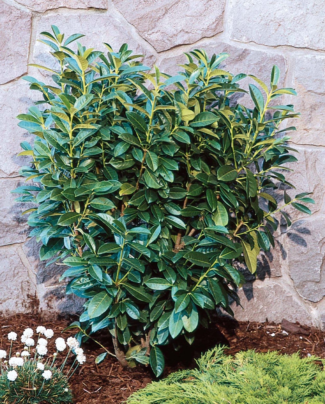 Лавровишня вечнозеленая