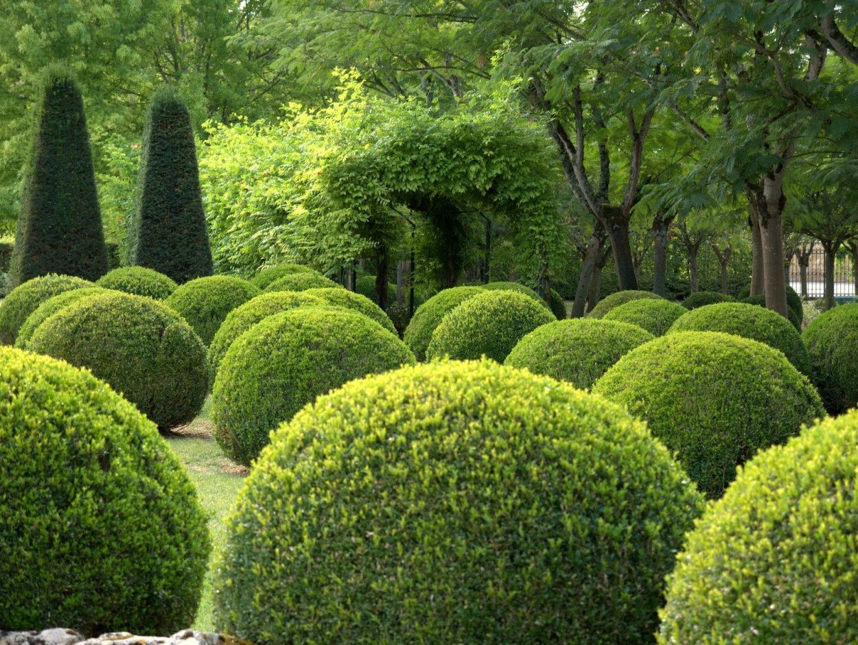 , Ель, можжевельник, туя, самшит.