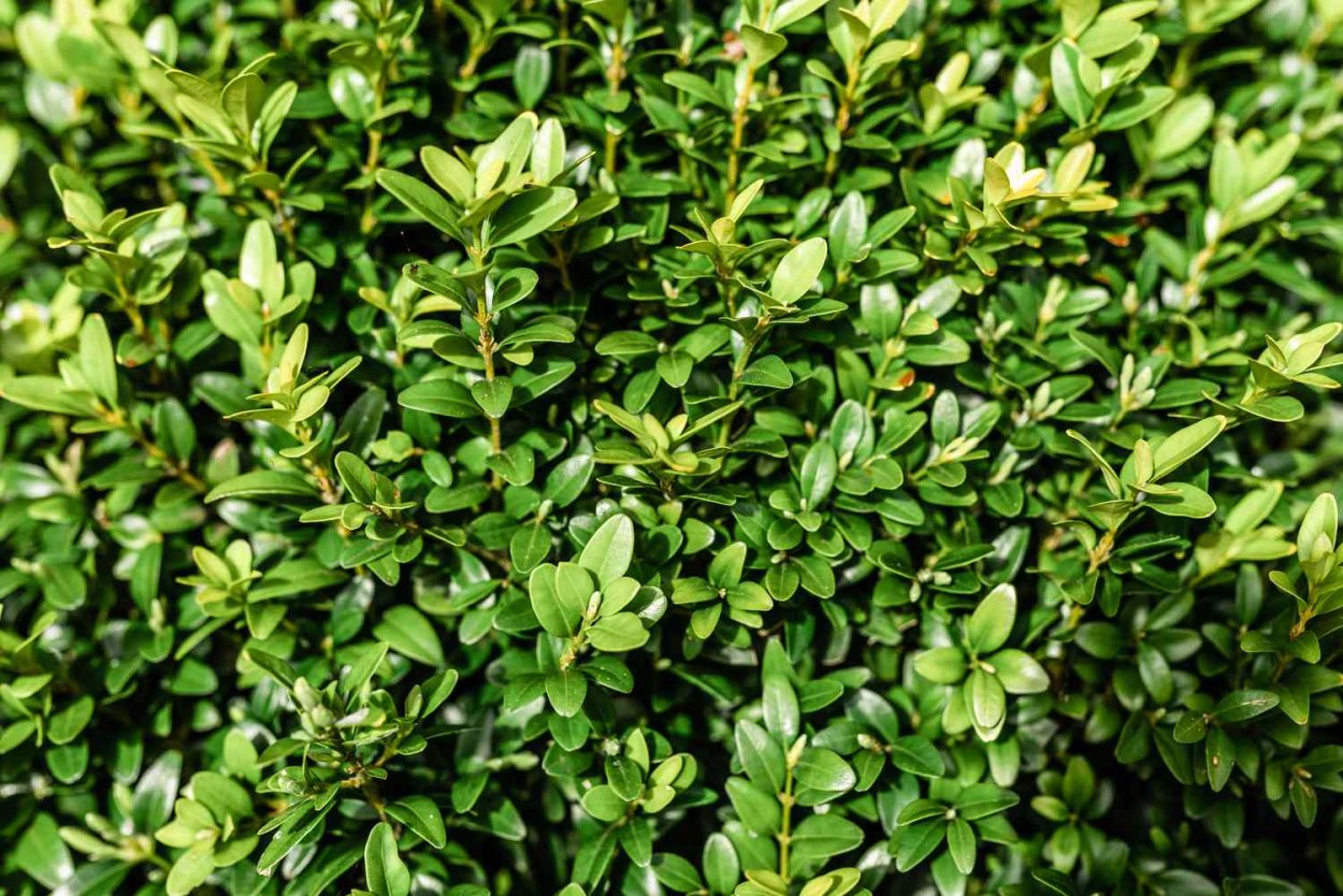 Buxus sempervirens "Aureovariegata"
