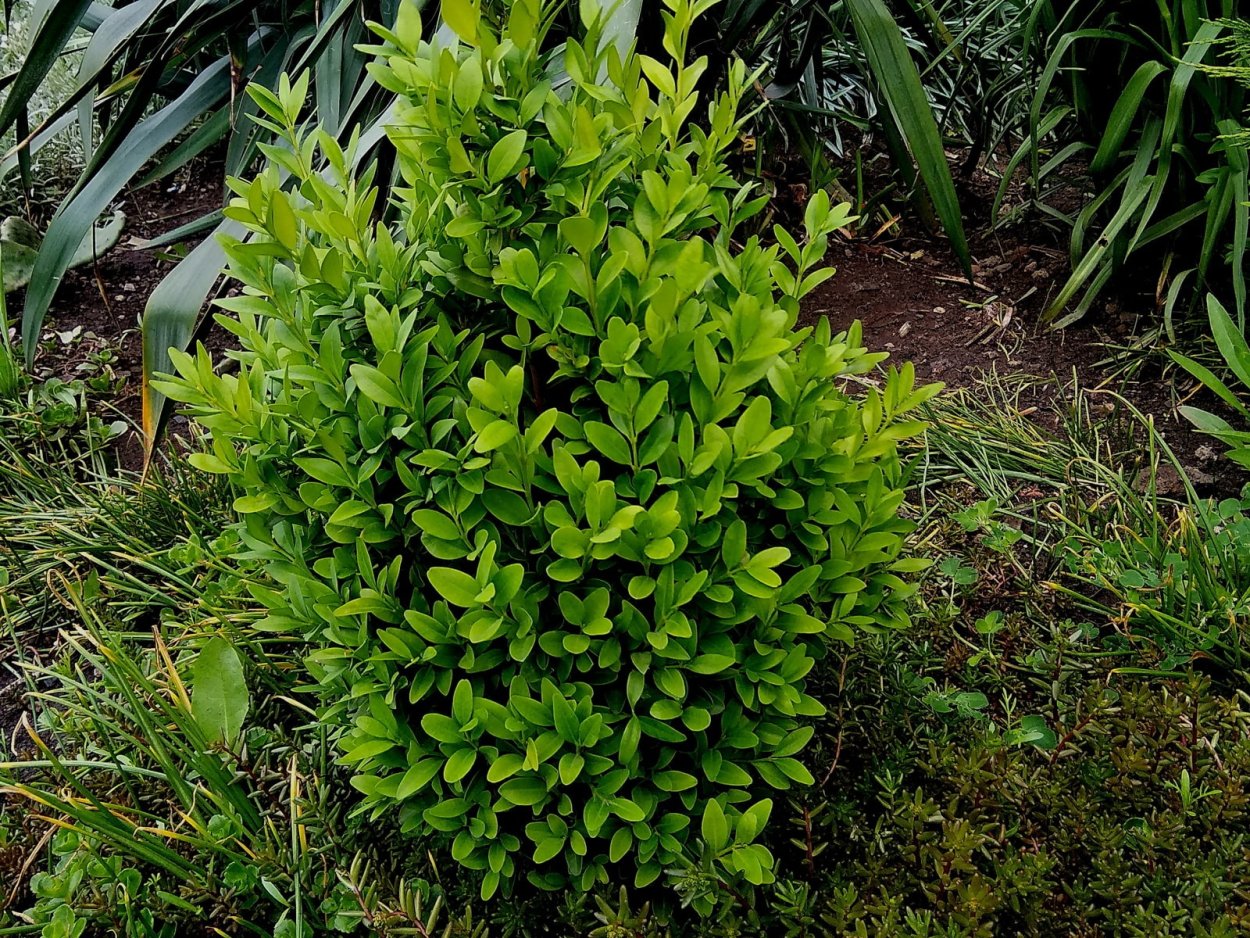 Самшит Буксус