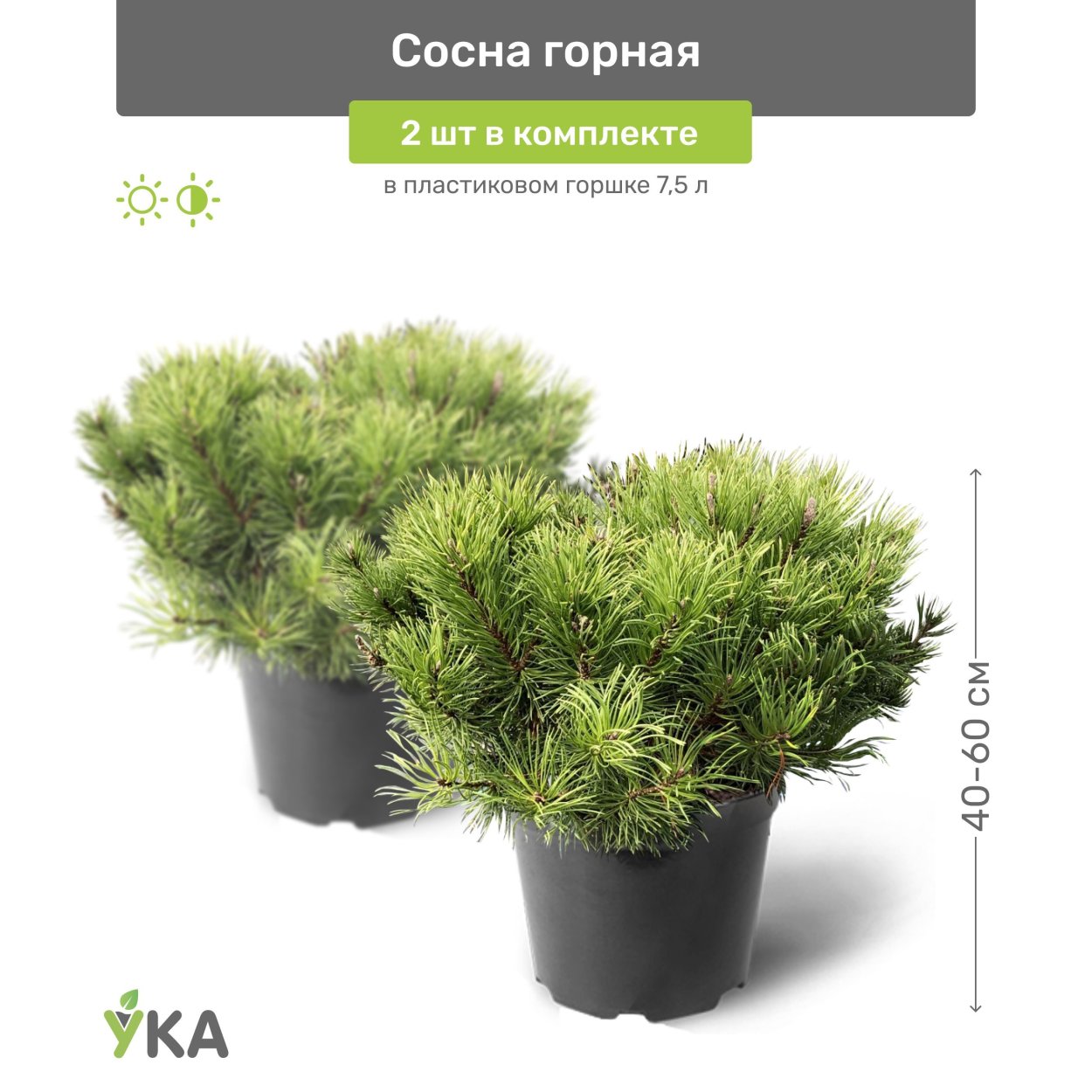 Вечнозеленый чагарник