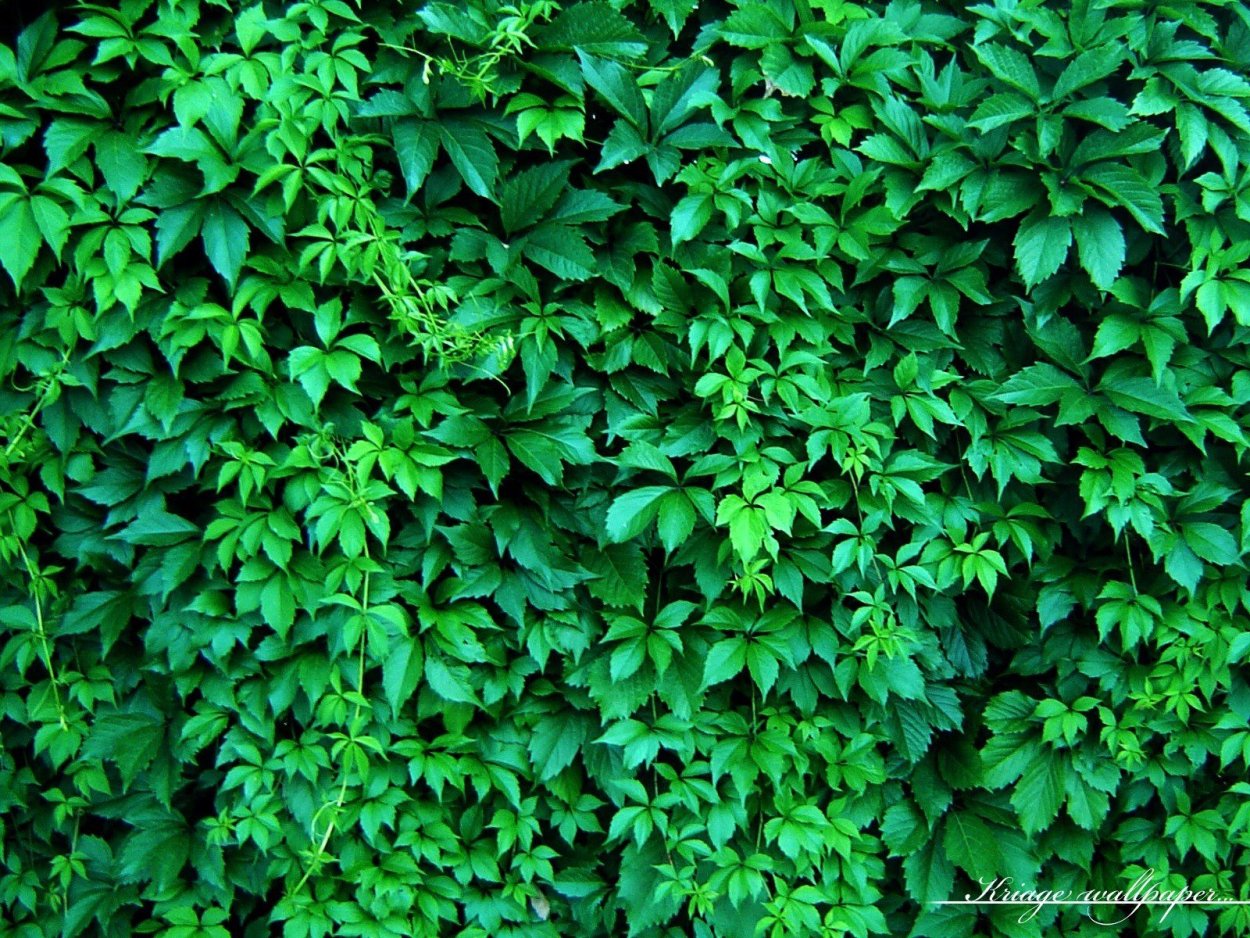 Криптомерия ниваки