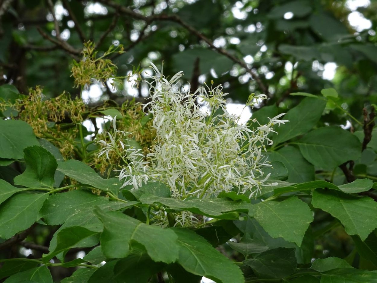 Ailanthus altissima Айлант высочайший
