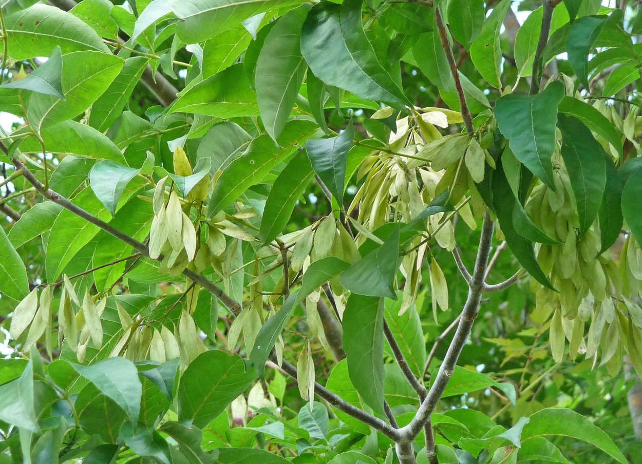 Ясень в горах