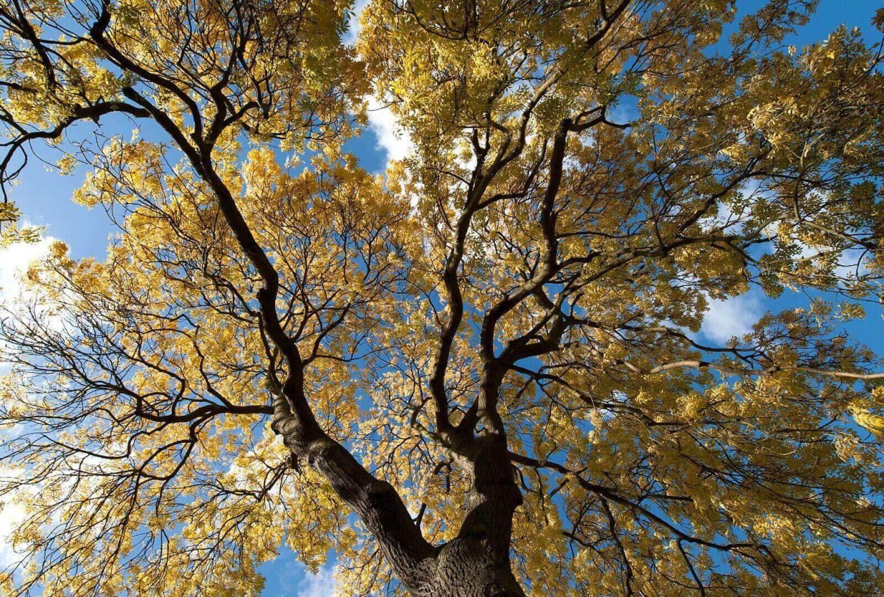 Ясень зеленый Fraxinus lanceolata