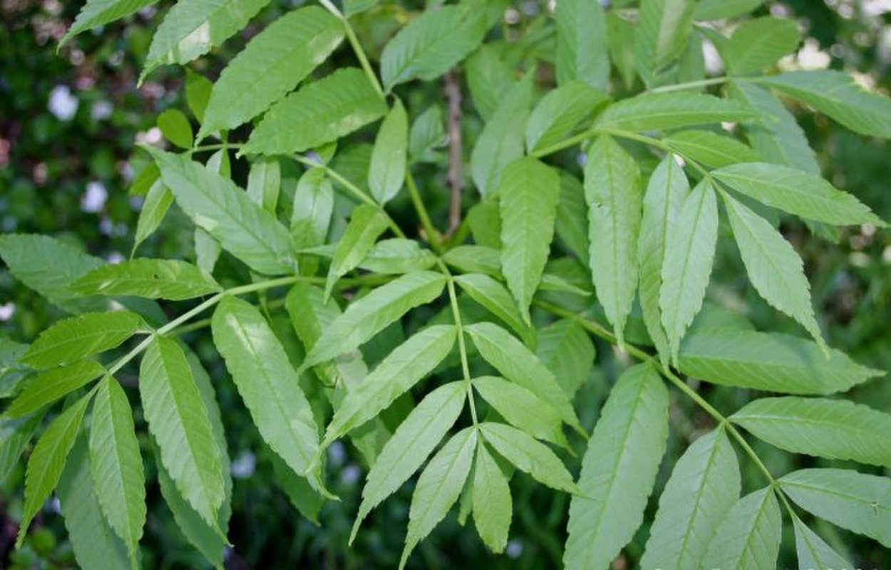 Ясень обыкновенный Fraxinus Excelsior
