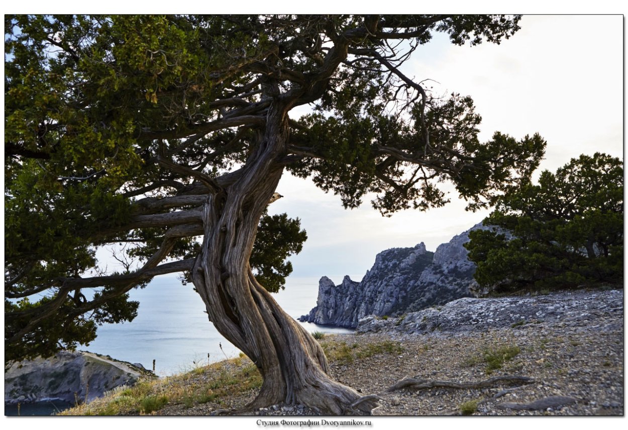 Ясень шерстистый ясень Зибольда