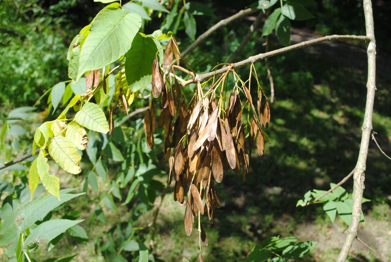 Ясень носолистный плод