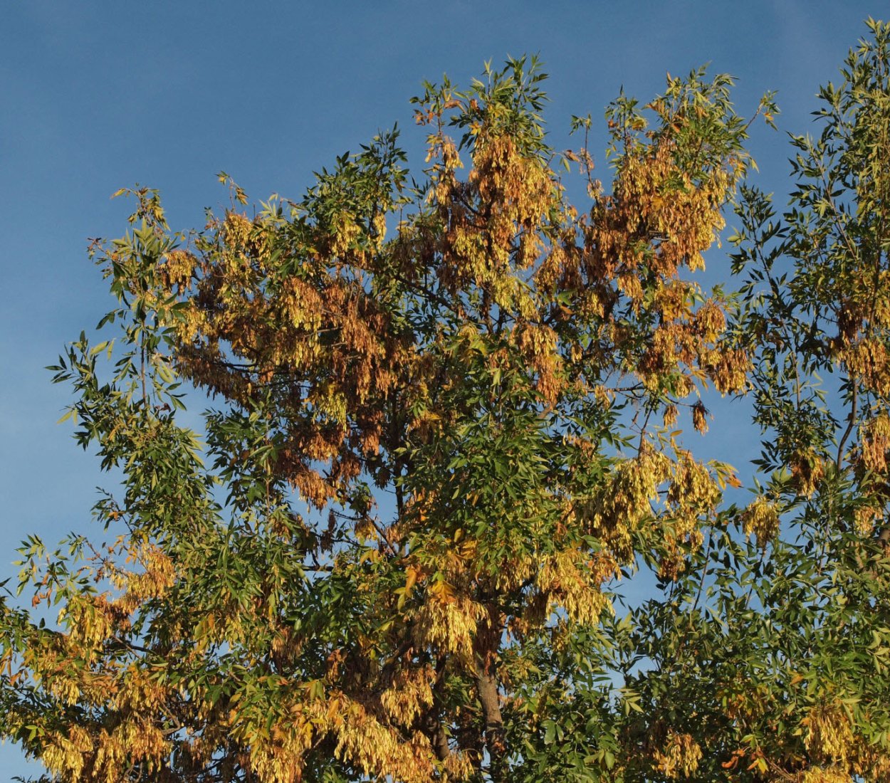 Крым кипарисы сосны берег моря