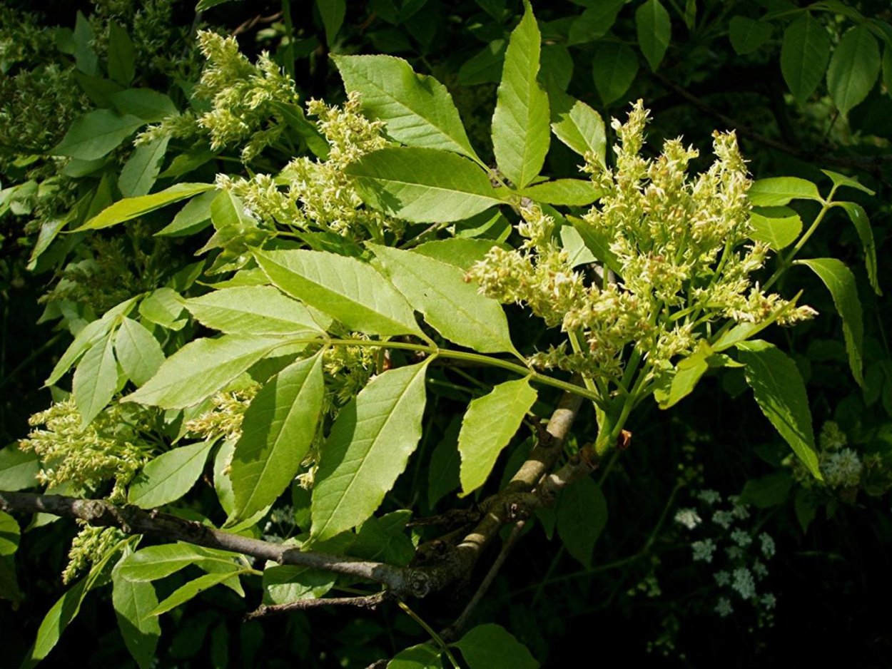 Ясень зеленый Fraxinus lanceolata