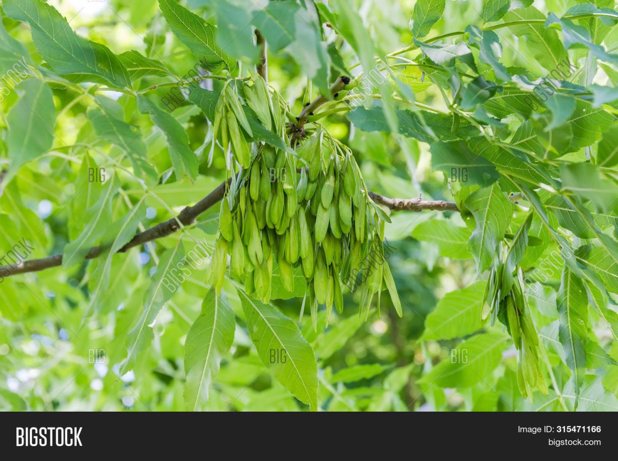 "Ясень обыкновенный (Fraxinus Exсelsior