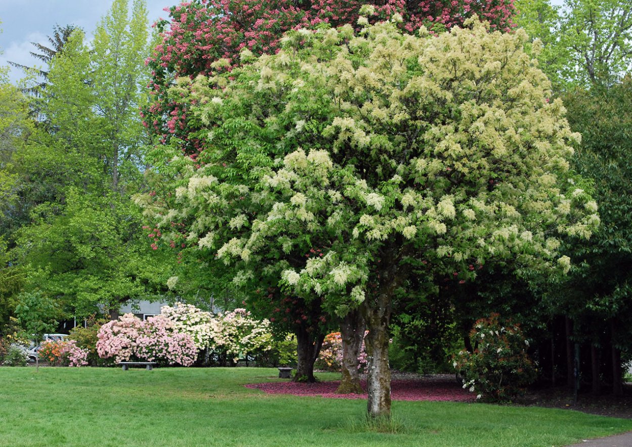 Ясень манновый