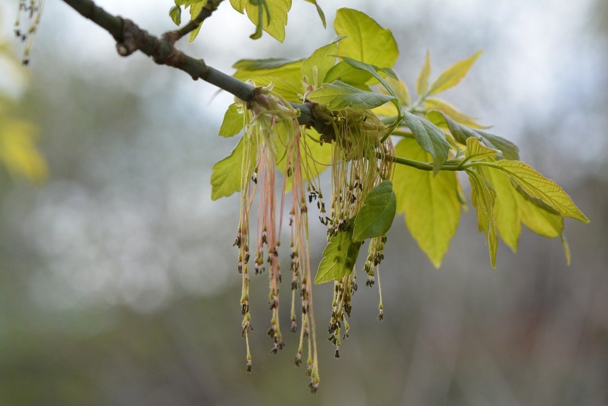 Ясень зеленый Fraxinus lanceolata